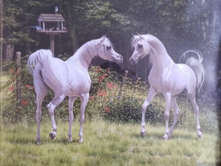 جمعية تراث.. 17 عام فى خدمة “مربي الحصان المصري”