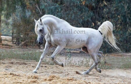 تعرف علي أهداف مؤسسة “الأهرام” للحصان العربي المصري