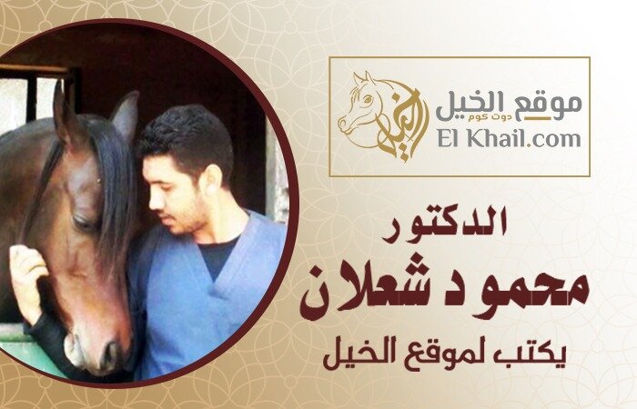 العناية بالحافر فى الشتاء د / شعلان