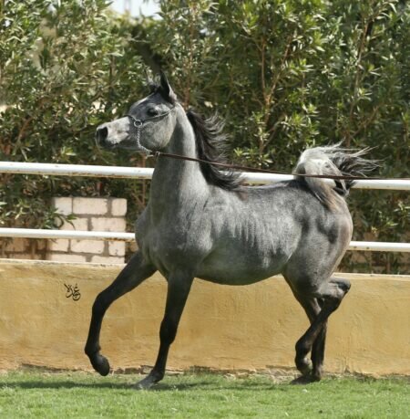 خلاصة تجربة الأمير محمد علي توفيق في تربية الخيل