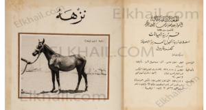 الفرسة نزهة الشقراء بنت منصور نزهة