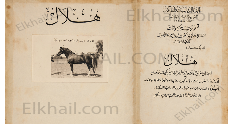 الحصان هلال الأشقر الغامق هلال